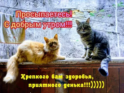 Котик или кошка угадать не сложно. Забавные фото котят | Кошки и собаки |  Дзен