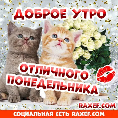 Пин от пользователя Elena Emurs на доске cat rules | Доброе утро, Веселые  картинки, Животные