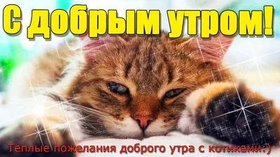 Картинки \"С Добрым Утром, Котик!\" (100+)