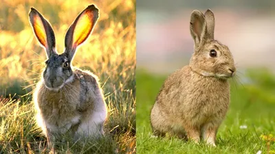 Картинки с кроликами и зайцами
