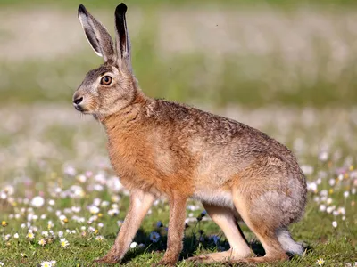 Учёный-зоолог — о кроликах и зайцах, их сходствах и различиях -  Рамблер/женский