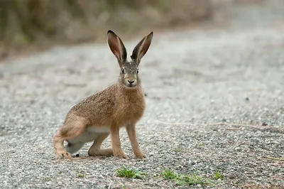 Разница между кроликом и зайцем наглядно | Вокруг света | ВКонтакте