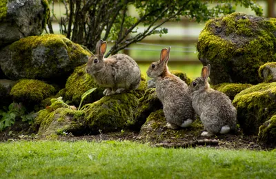 Вся правда о кроликах зайцах их роли в истории и испанской кухне