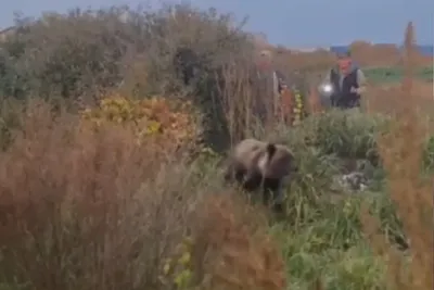 Евроазиатские бурого медведя Ursus Arctos питания на оленях косули добычи.  Большой медведь с добычей в зеленых густых кустах Стоковое Фото -  изображение насчитывающей мясо, европейско: 202046238