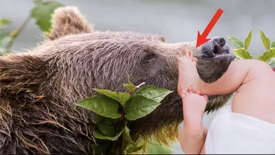 Сидел в кустах, забился в угол»: в Новосибирской области жители села  прогнали медведя из огорода - KP.RU