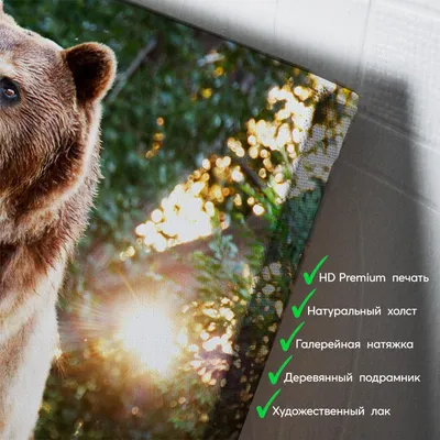 Медведь в кустах черники стоковое фото. изображение насчитывающей  млекопитающее - 28017494