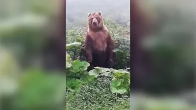 Медведя жалко - ЯПлакалъ