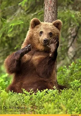 Медведь перебежал трассу в Красноярском крае - 14 июня 2019 - НГС24