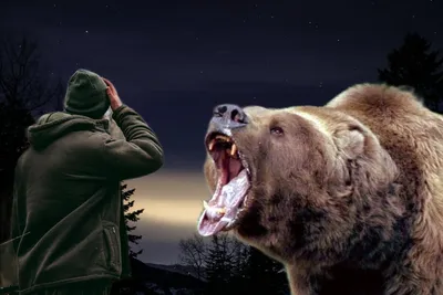 Лучшее за год: Подставь бочок - есть ли у вас шансы победить медведя - 8  января 2019 - НГС