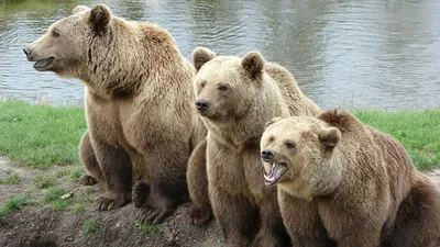 Помните мем с медведем в кустах? Вот его настоящий прототип | Instagram