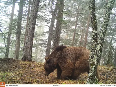 Фотограф пряча в кустах принимая фото медведя Иллюстрация вектора -  иллюстрации насчитывающей самомоднейше, камера: 134672400