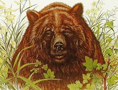 Картина на холсте \"Медведь в кустах\"