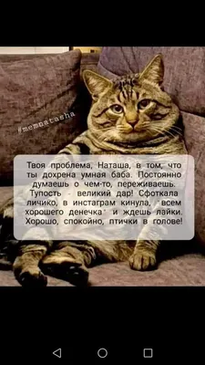 Наташа, вставай!». Песня про котов, которые всё уронили, стала вирусной -  SmolNarod.ru