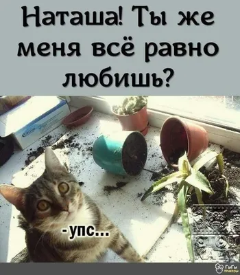 Котяра. Санкт-Петербург on X: \"А Наташа? https://t.co/DsW5BYP7O0\" / X