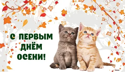 С первым Днем осени! #осеньидет #сентябрь #сначаломосени #сприходомосе... |  TikTok