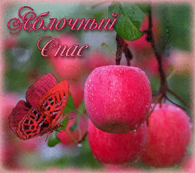 В праздник яблочного Спаса каждый гость парка Южноуральска получит по  яблоку в карамели | Вся Округа