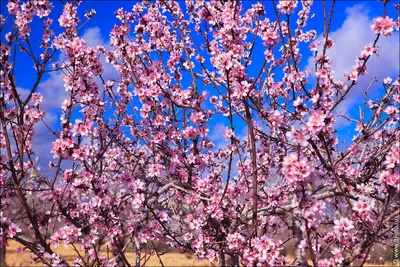 Рисунок Ласточка с весною в сени к нам летит №305425 - «Весна-красна!»  (10.04.2022 - 19:41)