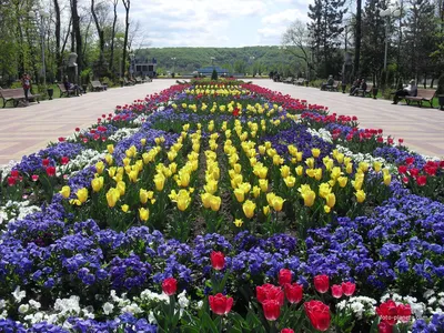 Дуб весною — конкурс \"Одинокое дерево\" — Фотоконкурс.ру