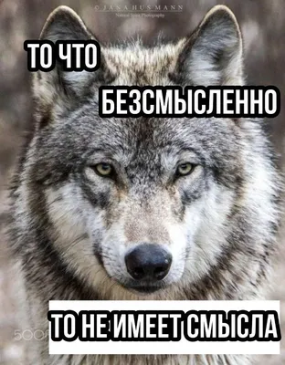 Мудрость Волка - Мудрость Волка added a new photo.