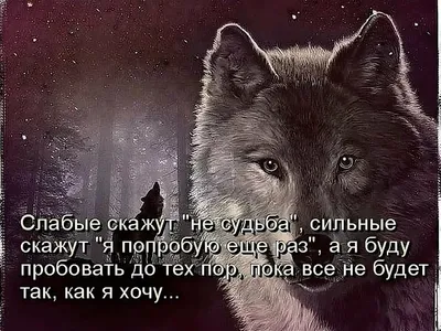 Мемы про волков. Как это работает и почему смешно. Рассказывает автор |  Простой российский блог | Дзен