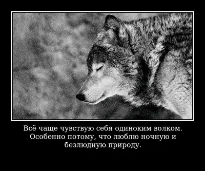 Пин от пользователя Ольга Бушуева на доске СТАТУСЫ ПРО ВОЛКОВ. МОИ РАБОТЫ |  Слова со смыслом, Слова, Волк