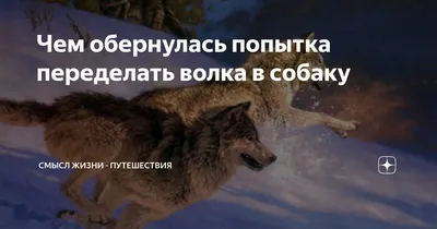 Цитаты про одинокого волка 🐺со смыслом, смешные