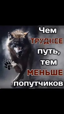 🐺 волка кормят ноги#волки🐺 #fire #мудрец #силаслов #наколенитолькопе... |  TikTok