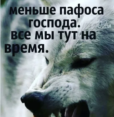 Мемы про волков. Как это работает и почему смешно. Рассказывает автор |  Простой российский блог | Дзен