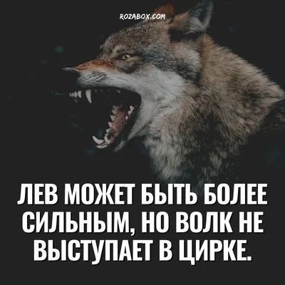 В чем смысл мема, где два белых волка смеются над третьим?» — Яндекс Кью