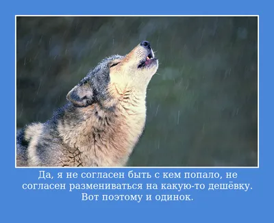 Пословицы и поговорки про волка| Значение и смысл пословиц | Мишкины книжки