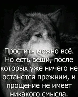 Мемы про волков. Как это работает и почему смешно. Рассказывает автор |  Простой российский блог | Дзен