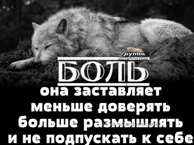 волкцитаты #волк #волки #wolf #цитатыволка #volkparapapapam #shepherd... |  TikTok