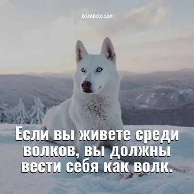 Нет смысла требовать у людей того, чего у них нет – например, чувств,  которых они не испытывают. | ВКонтакте