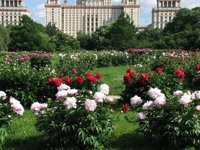 Садовые злаки в дизайне сада - GreenMarket