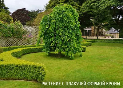 Японский стиль и создание сада - Европейская Школа Дизайна