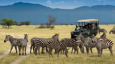 No Safari Is Complete Without a Night Game Drive—Here Are 10 of the Best |  Condé Nast Traveler