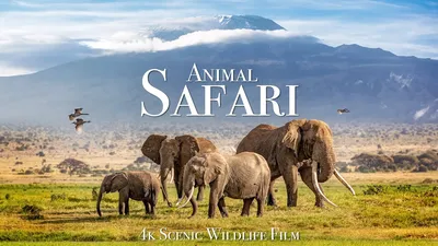 Top 10 animals to see on Kenya safari tours - G Adventures