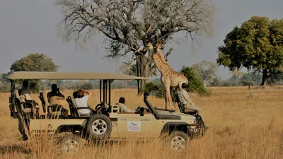 Animal Safari 4K - Scenic Wildlife Film With African Music - YouTube