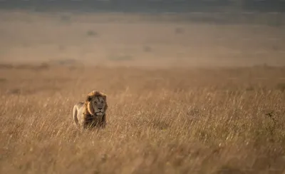 Safari in Badoca