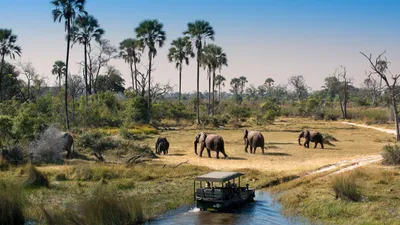 African safari: 8 best national parks to view wildlife | CNN