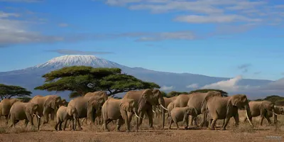 African Animals: 46 Amazing Safari Animals To See In Africa
