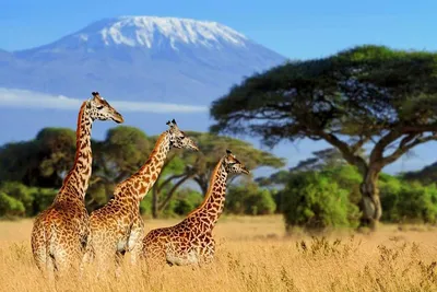 Top 16 Things to Know Before Taking a Safari to Kenya (Africa)