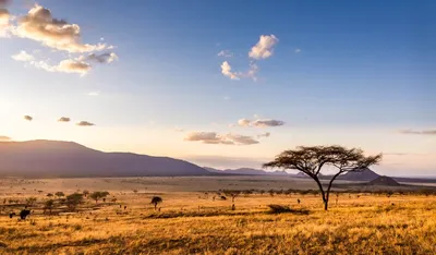 Safari in Tanzania - Wayo Africa