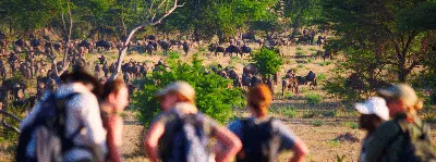 SECRET LIFE OF THE SAFARI PARK starts Thursday at 8pm | Channel 4