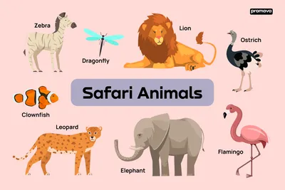 Safari Animals Vocabulary In English