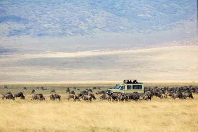 When is the Best Time to Safari in Kenya?