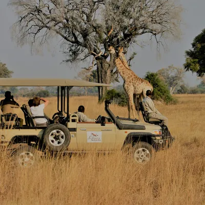 What is a Safari? Wildlife Safari in Africa | Budget Safaris