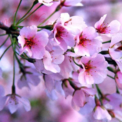 Цветение Сакуры Сакура Фасад — стоковые фотографии и другие картинки Hanami  - Hanami, Sakura Matsuri, Апрель - iStock