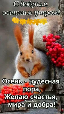 С добрым осенним утром❤️🍁🍂🍁#сдобрымутром #доброе_утро | TikTok