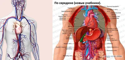 Строение сердца человека | ВКонтакте